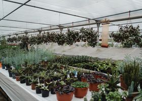 Greenhouse