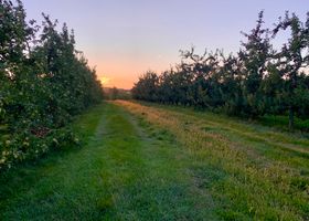 Orchard Row