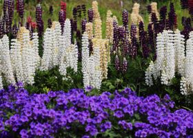 Perennial Division Workshop