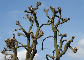 Orchard Pruning Masterclass